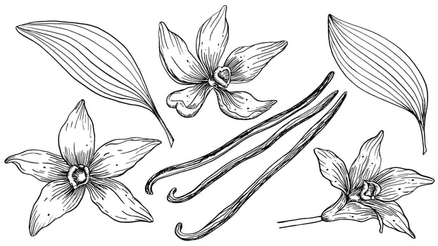 Vanilla Flower with Sticks set. Vector hand drawn illustration of orchid Flower and pods on isolated background. Bundle with outline drawing of spice. Sketch in line art style painted by black inks.