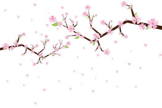 Sakura flowers. Cherry tree blossom. Spring garden flowers. Isolated white background. vector