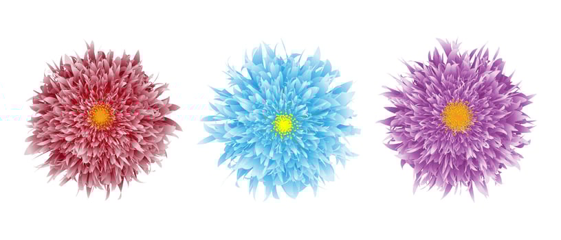 Three flowers closeup of red, blue, purple. Aster flower head isolated. Floral vector illustration.