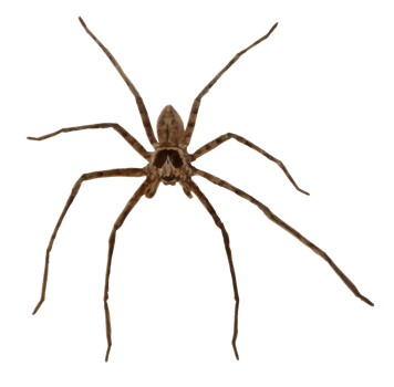 Cut out Huntsman Spider png