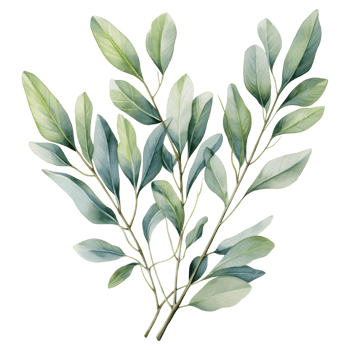Watercolor eucalyptus branch. Floristic design elements. AI Generative Pro PNG
