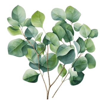 Watercolor eucalyptus branch. Floristic design elements. AI Generative Pro PNG