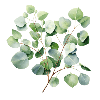 Watercolor eucalyptus branch. Floristic design elements. AI Generative Pro PNG