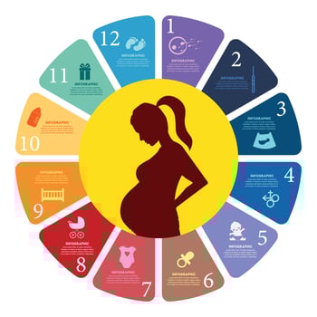Pregnancy infographics eps file vector