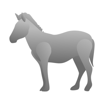 Horse PNG file