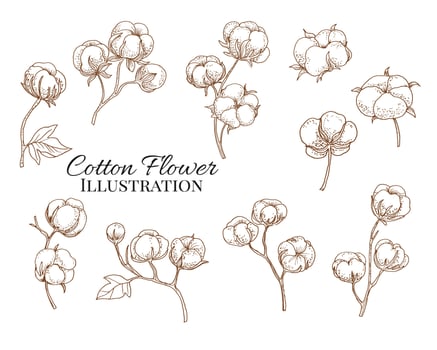 Hand Drawn Cotton Flower Illustration vector