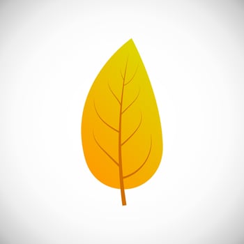 Yellow leaf. Autumn leaf of a tree on a white background. Vector illustration