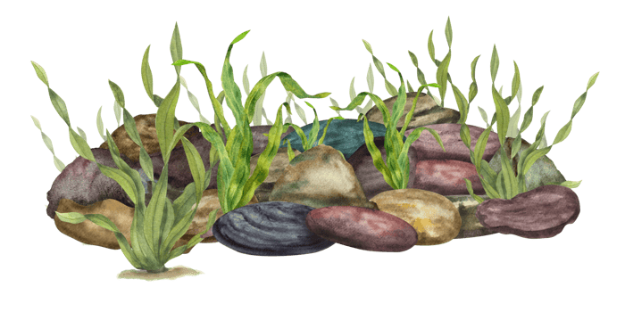 Natural green sea kelps among underwater stones. Watercolor illustration of marine composition for print, postcards, flyers, booklets png