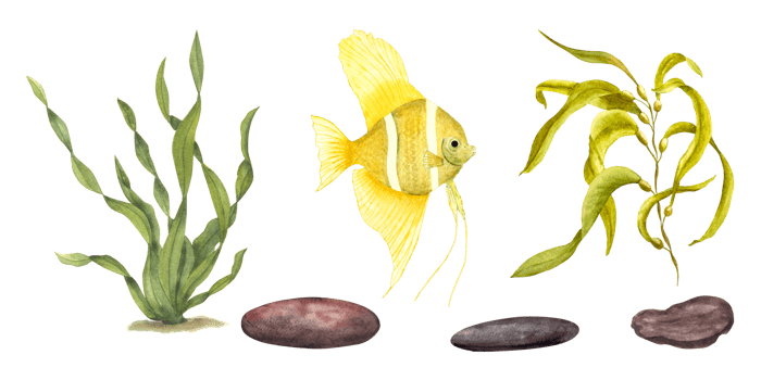 Set of marine green laminaria, yellow fish, underwater rocks. Composition of angelfish, algae. Watercolor illustration for design, cards, souvenirs, labels png