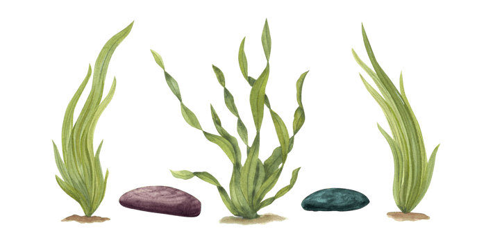 Watercolor illustration of sea weeds, underwater rocks. Perfect for design, cards, souvenirs, decor, banner, fabric, textile, wrapping png