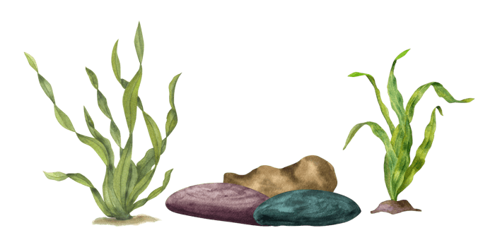 Aquatic green weeds, underwater rocks. Watercolor illustration for design, cards, souvenirs, decor, banner, fabric, textile, wrapping png