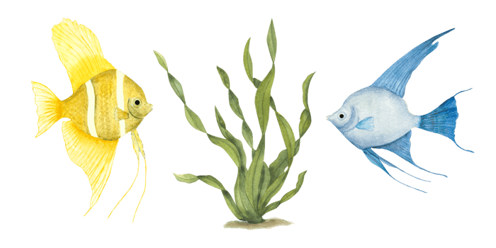Watercolor yellow, blue angelfish, green kelp. Perfect for design, cards, souvenirs, decor, banner, fabric, textile, wrapping png