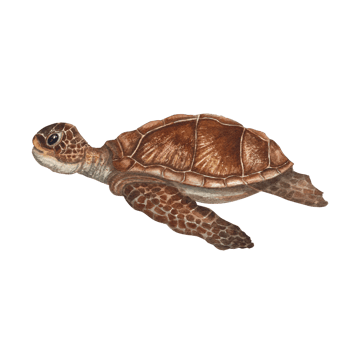 Hand painted watercolor illustration of swimming sea turtle. Perfect for wallpaper, print, baby textile, nursery, scrapbooking, postcards, clothing. Cartoon style. png