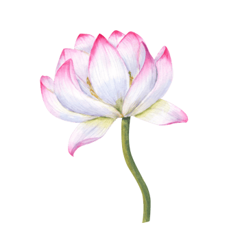 Pink blooming Water Lily with green stem. Lotus flower, Indian Lotus, Sacred Lotus. Watercolor illustration or wedding design, yoga center, poster, logo, label png