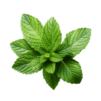 Fresh Mint leaf, Mint leaves isolated created with Generative AI png