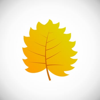 Yellow leaf. Autumn leaf of a tree on a white background. Vector illustration