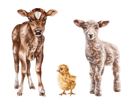 A set of three young farm animals chicken, calf, lamb. Rural mammals, livestock. Digital illustration png