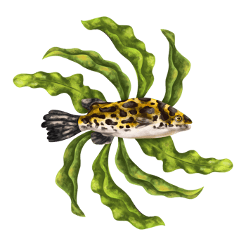 A bright composition with an underwater world. Red coral, seaweed, tropical fish Digital illustration. For printing, stickers, posters, postcards, prints png