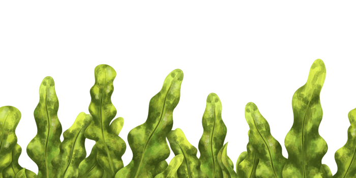 Seamless border made of green seaweed. Underwater tropical flora, exotic plants in the wild world. Isolated digital illustration. Habitat of fish and sea creatures png