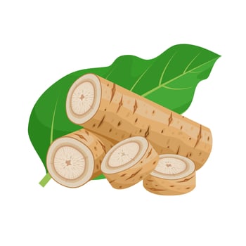 Vector illustration, burdock root, Arctium lappa plant root, isolated on white background.
