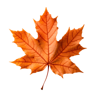 A golden maple leaf png