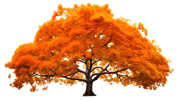 a golden maple tree png