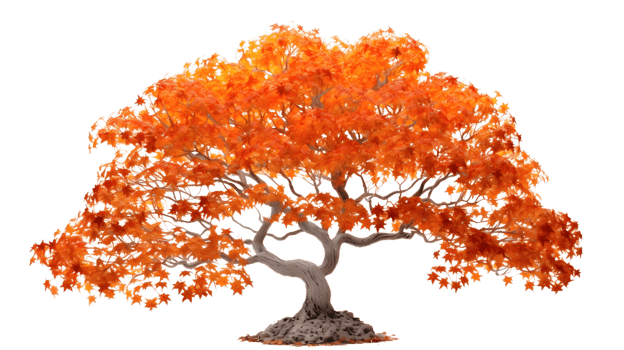 a golden maple tree png