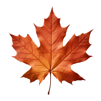 A golden maple leaf png