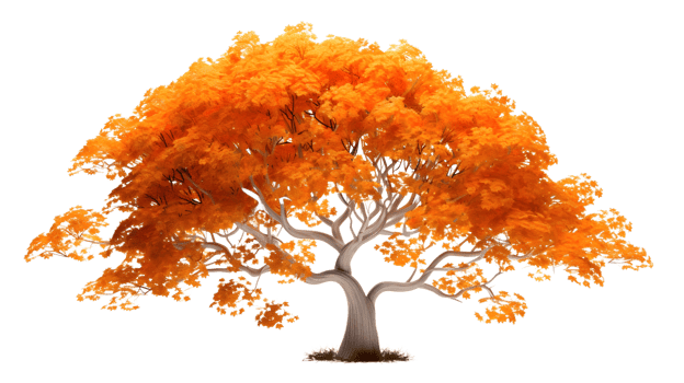 a golden maple tree png
