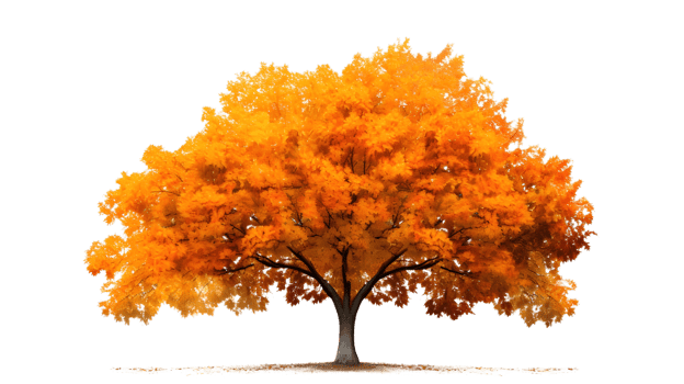 a golden maple tree png