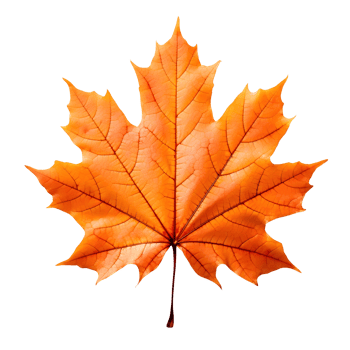 A golden maple leaf png