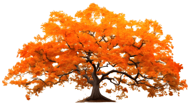 a golden maple tree png