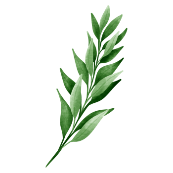 Hand painted greenery watercolor botany. png