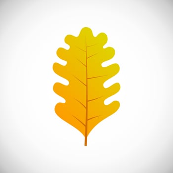 Yellow oak leaf. Autumn leaf of a tree on a white background. Vector illustration