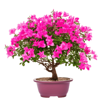 Pink Bougainvillea flower isolated png