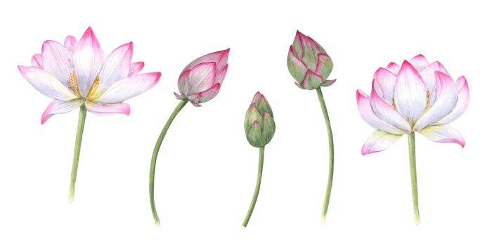 Set of delicate Water Lily, buds, stems. Pink bud, flower, Indian Lotus, Sacred Lotus. Watercolor illustration for wedding design, yoga center, poster, logo, label png