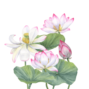 Bouquet with pink Lotus, Bud and Leaves. Aquatic plant, flower, leaf. Watercolor illustration with Delicate blooming Water Lily. Hand drawn composition for cosmetics packaging, spa center png