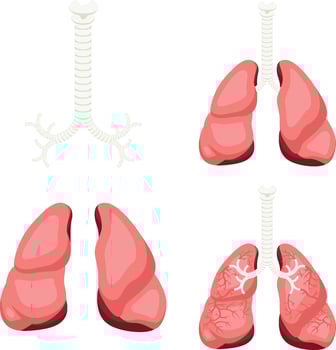 Human lungs detailed illustration depicting bronchus and trachea for medical study and education isolated on white background vector