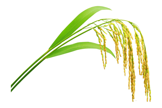 Paddy rice with green blade, Ears of paddy rice isolated on a transparent background, Bunch of paddy rice png