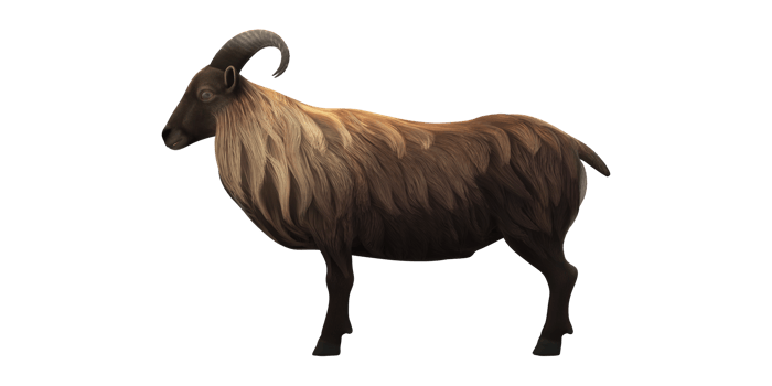 Himalayan Mountain Goat isolated on a Transparent Background png