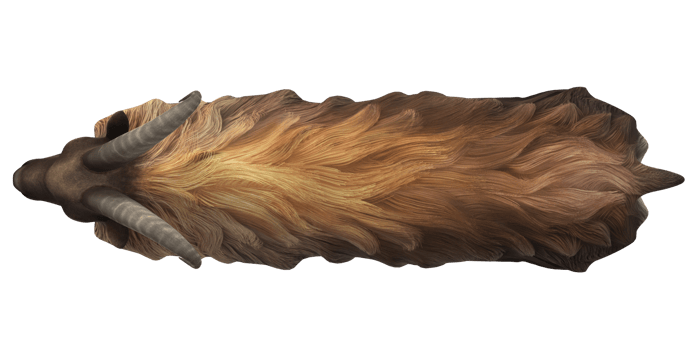 Himalayan Mountain Goat isolated on a Transparent Background png