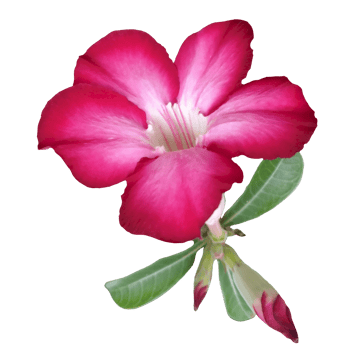 a pink flower on a white background png