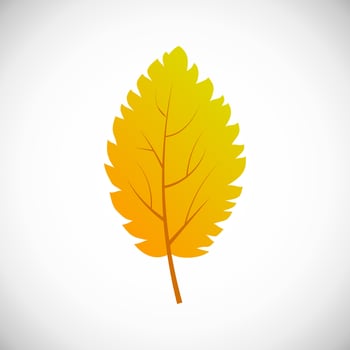 Yellow birch tree leaf. Autumn leaf of a tree on a white background. Vector illustration