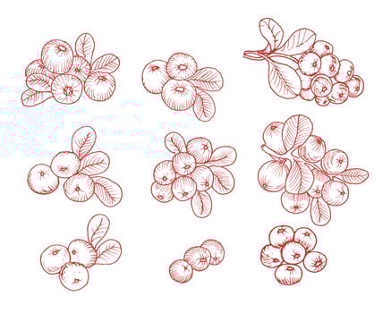 Hand Drawn Cranberry Illustration Set vector