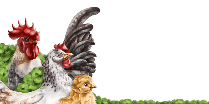 Angular horizontal border with a composition of hen, rooster and chicken. Farm animals grazing among bushes. Digital illustration png