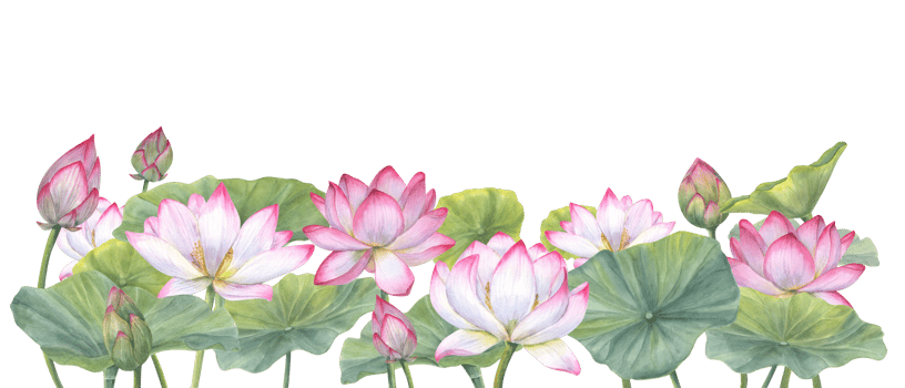 Floral composition with pink Lotus Flowers, Buds and Leaves. Water lily, Indian lotus, sacred lotus, green stems, leaf, bud. Watercolor illustration for poster, banner, postcard. Space for text. png