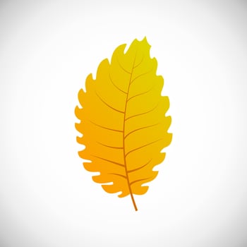 Linden yellow leaf. Autumn leaf of a tree on a white background. Vector illustration
