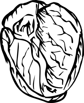 Hand drawn vegetable on transparent background. png