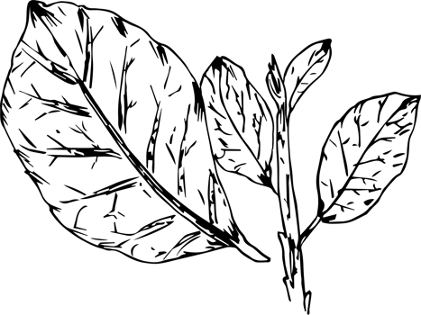 Hand drawn vegetable on transparent background. png