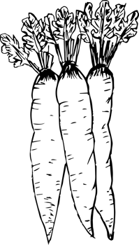 Hand drawn carrot on transparent background. png